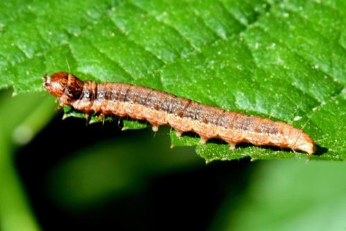 Réf. 323 869 : Phycita roborella